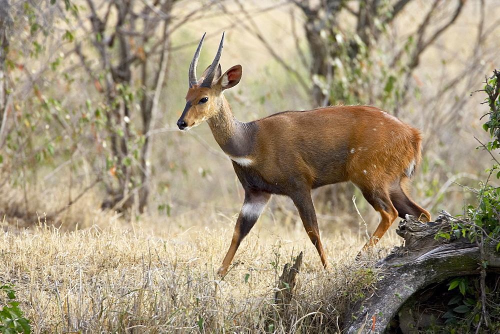 Male bushbuck (Tragelaphus scriptus), Masai Mara National Reserve, Kenya, East Africa, Africa