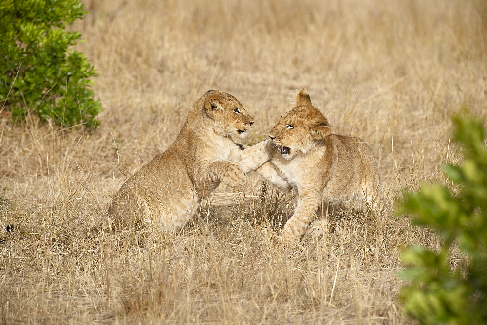 Two lion (Panthera leo) cubs playing, Masai Mara National Reserve, Kenya, East Africa, Africa