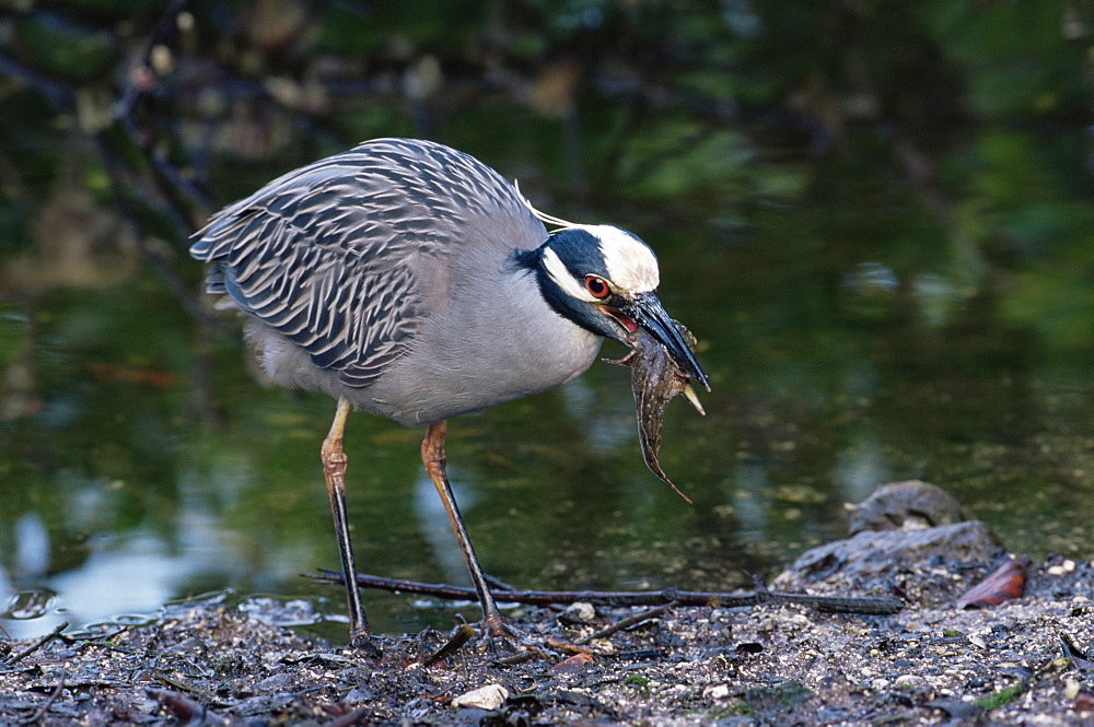 Yellow-crowned night heron (Nyctanassa violacea), J. N. "Ding" Darling National Wildlife Refuge, Florida, United States of America, North America