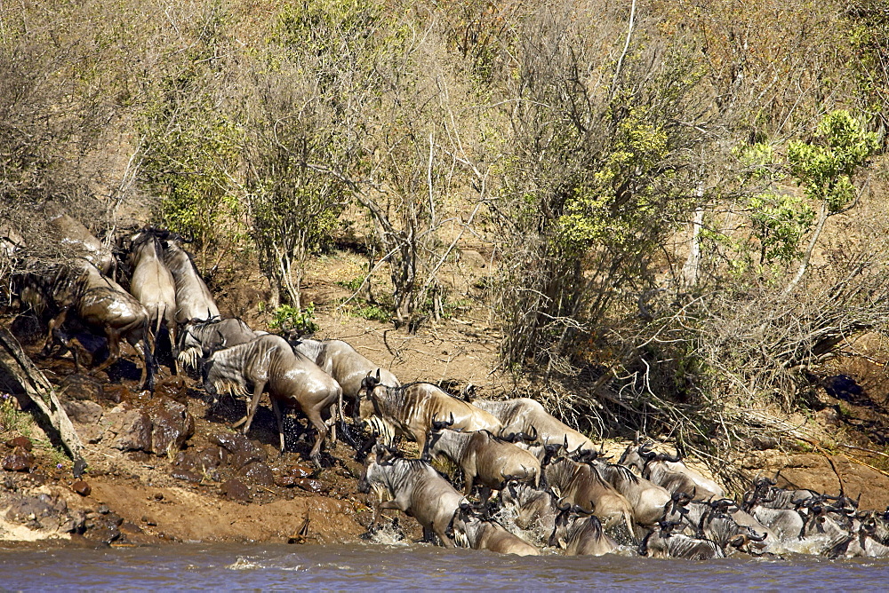 Herd of blue wildebeest (brindled gnu) (Connochaetes taurinus) crossing the Mara River, Masai Mara National Reserve, Kenya, East Africa, Africa