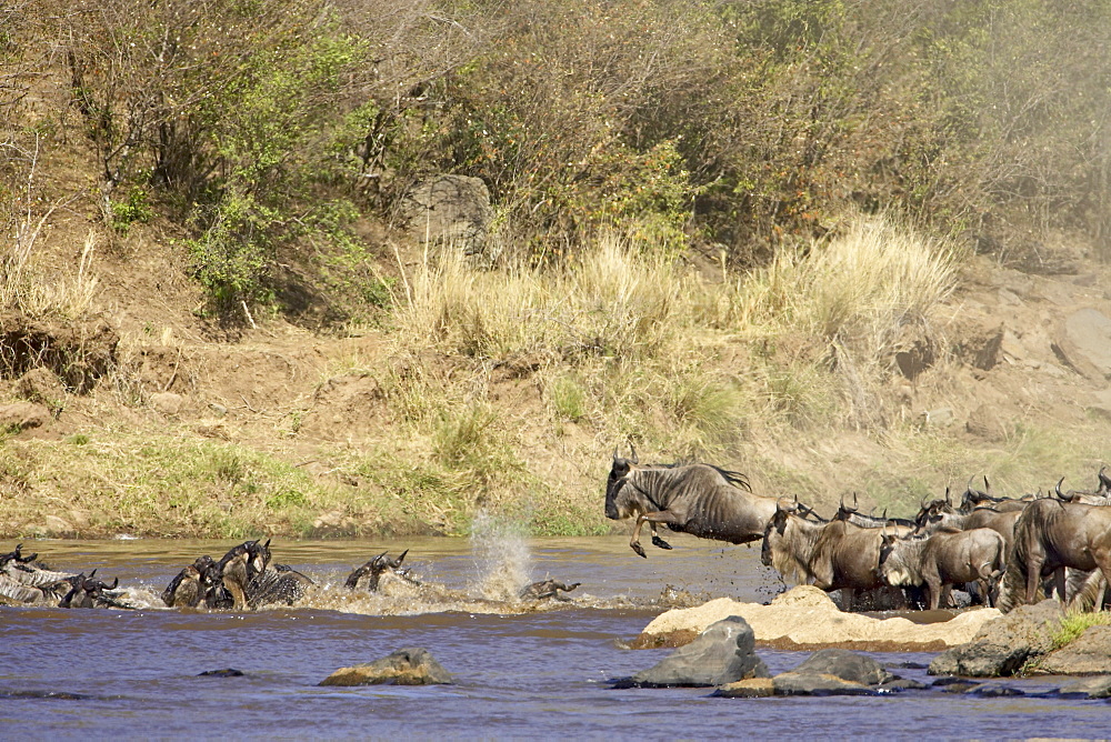 Herd of blue wildebeest (brindled gnu) (Connochaetes taurinus) crossing the Mara River, Masai Mara National Reserve, Kenya, East Africa, Africa