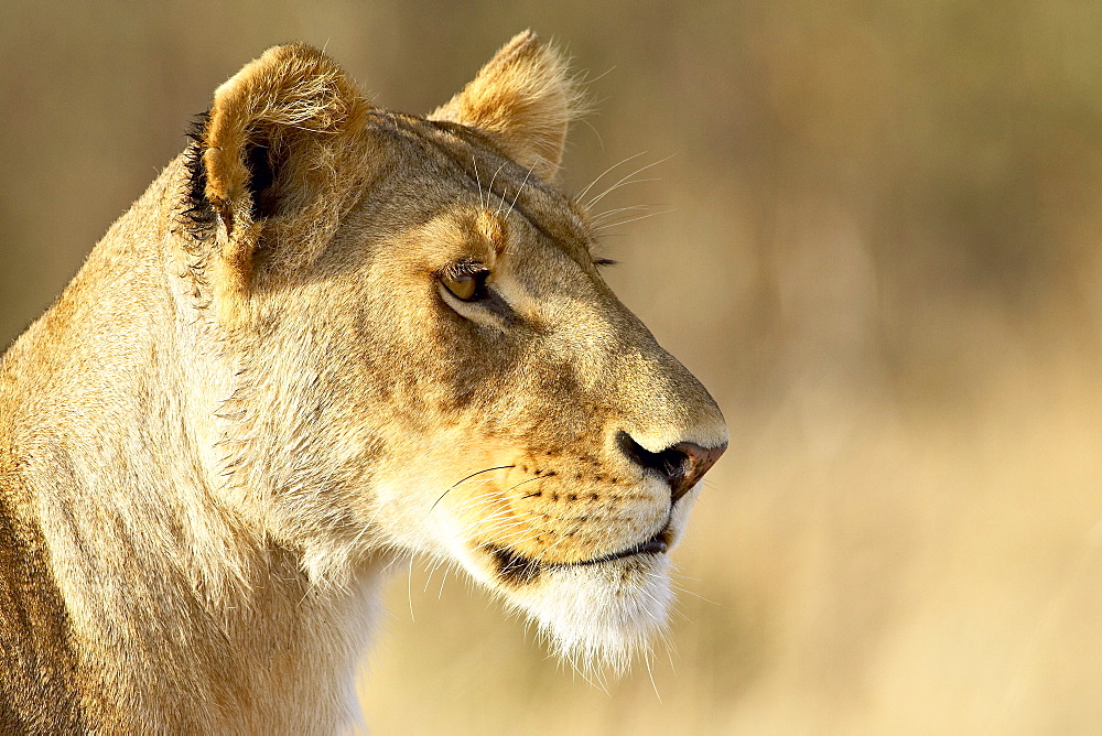 Female lion (Panthera leo), Masai Mara National Reserve, Kenya, East Africa, Africa