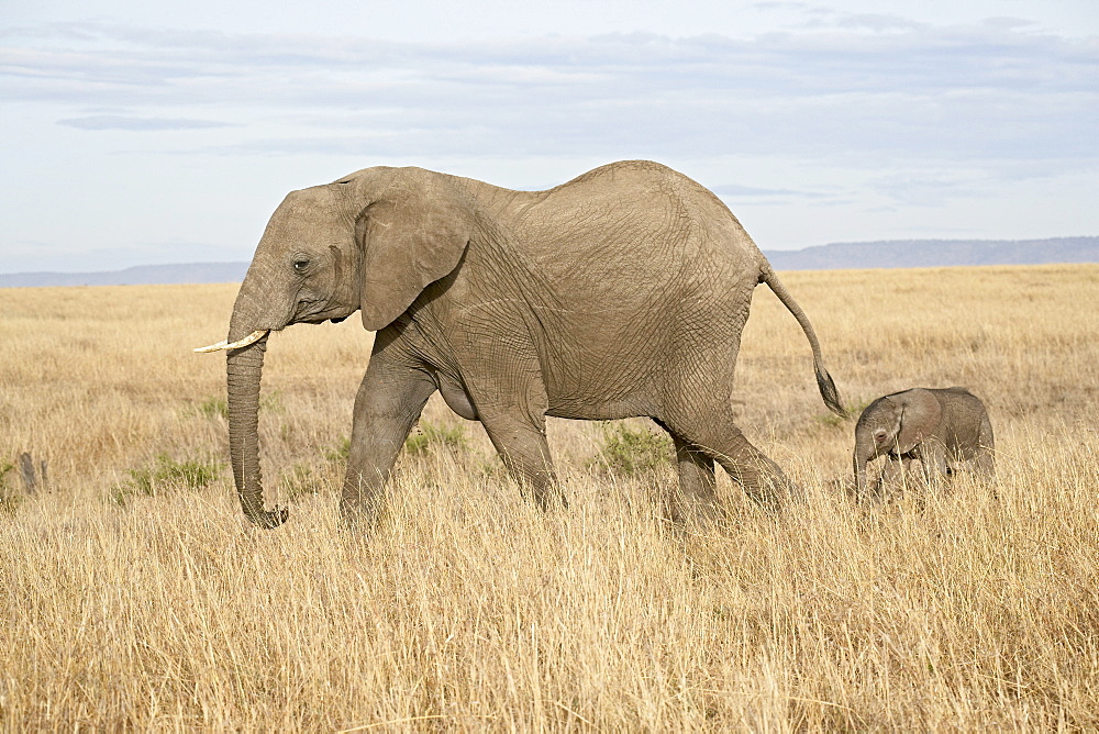 African elephant (Loxodonta africana) mother and two day old baby, Masai Mara National Reserve, Kenya, East Africa, Africa