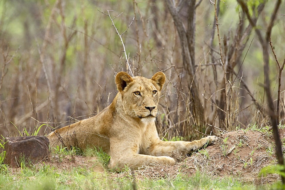 Female lion (Panthera leo), Kruger National Park, South Africa, Africa