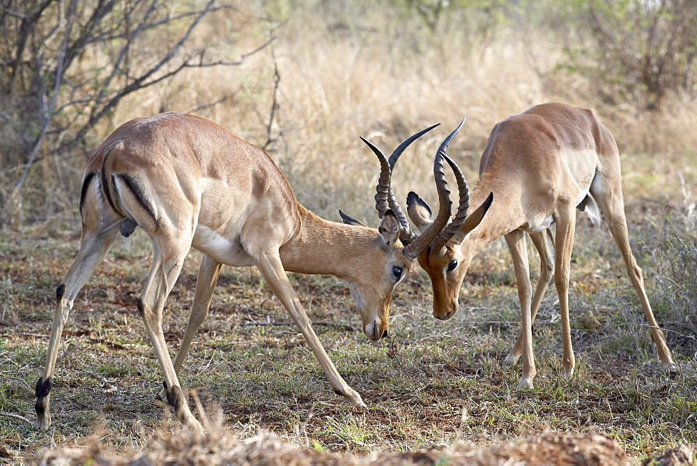 Two male impala (Aepyceros melampus) fighting, Kruger National Park, South Africa, Africa