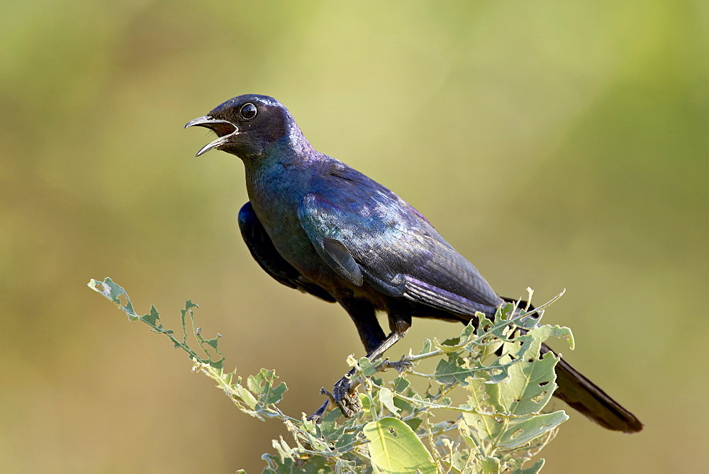 Burchell•À?s glossy starling (Lamprotornis australis), Kruger National Park, South Africa, Africa