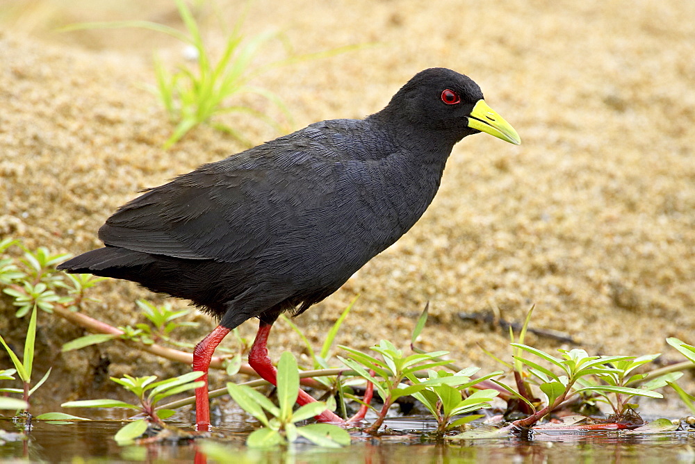 Black crake (Amaurornis flavirostris), Kruger National Park, South Africa, Africa