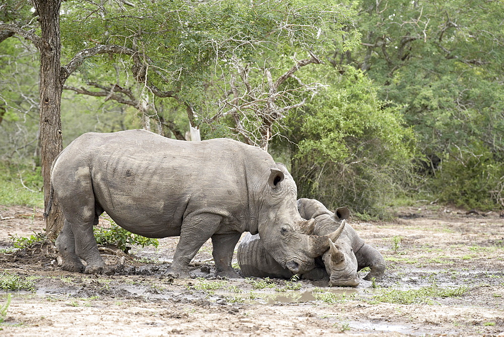 Two white rhinoceros (Ceratotherium simum) rubbing noses, Imfolozi Game Reserve, South Africa, Africa