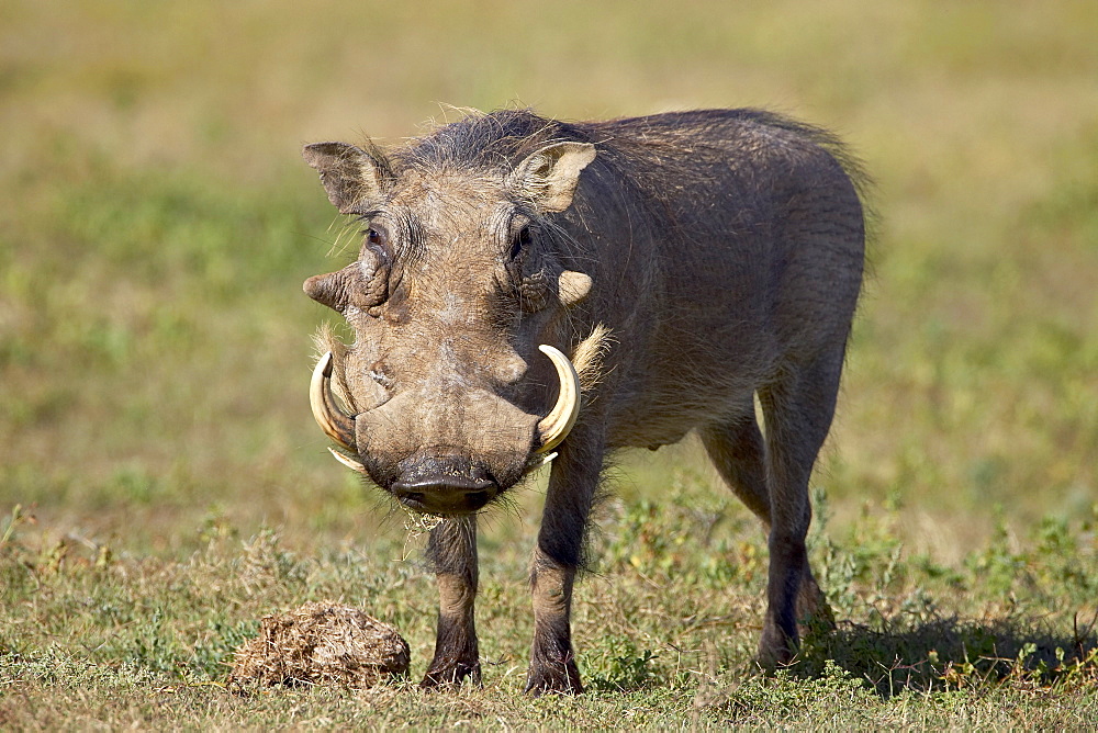 Warthog (Phacochoerus aethiopicus), Addo Elephant National Park, South Africa, Africa