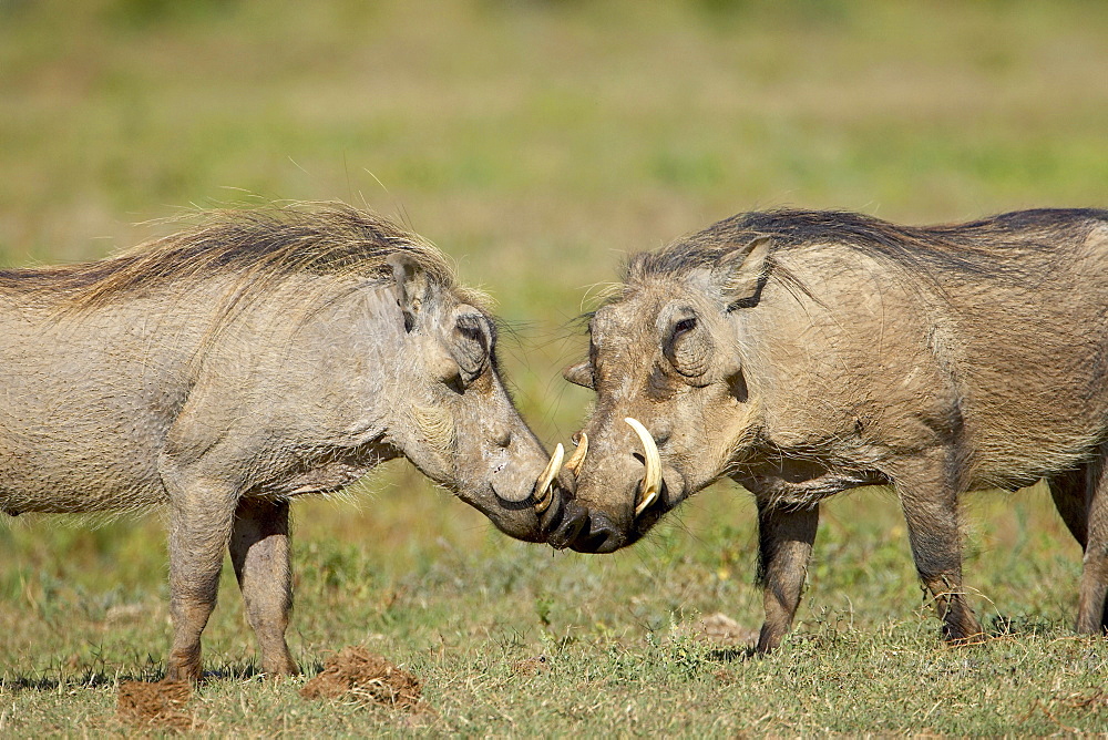 Two warthogs (Phacochoerus aethiopicus), Addo Elephant National Park, South Africa, Africa