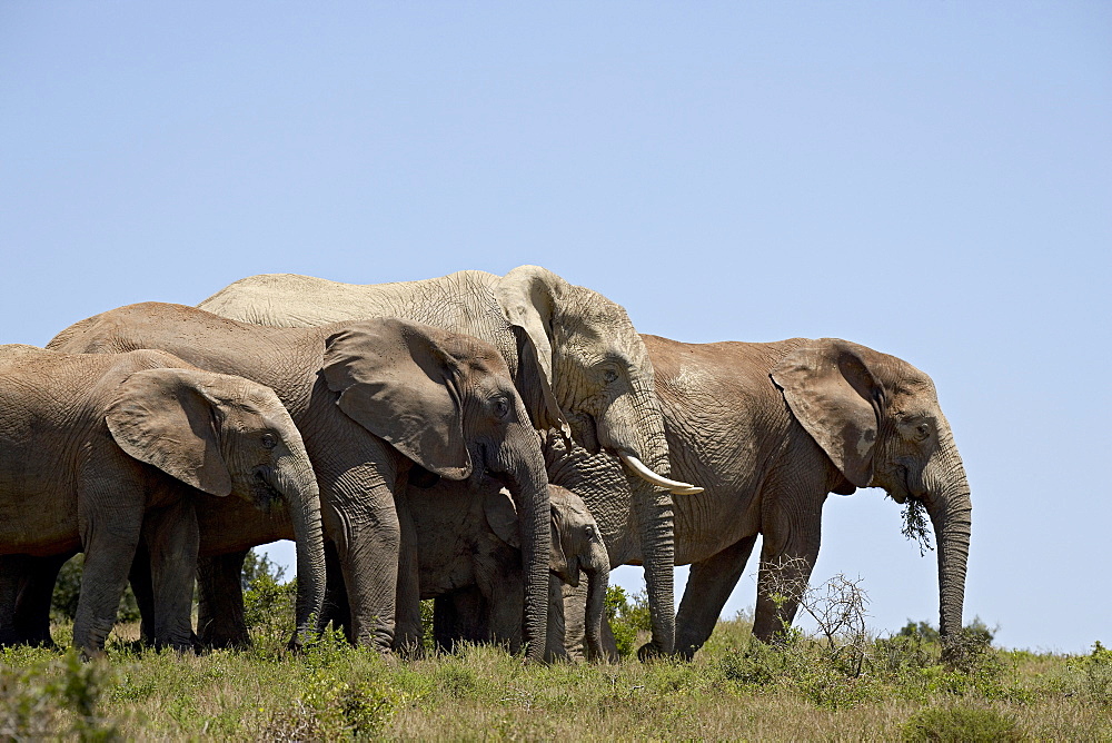 African elephant (Loxodonta africana), Addo Elephant National Park, South Africa, Africa