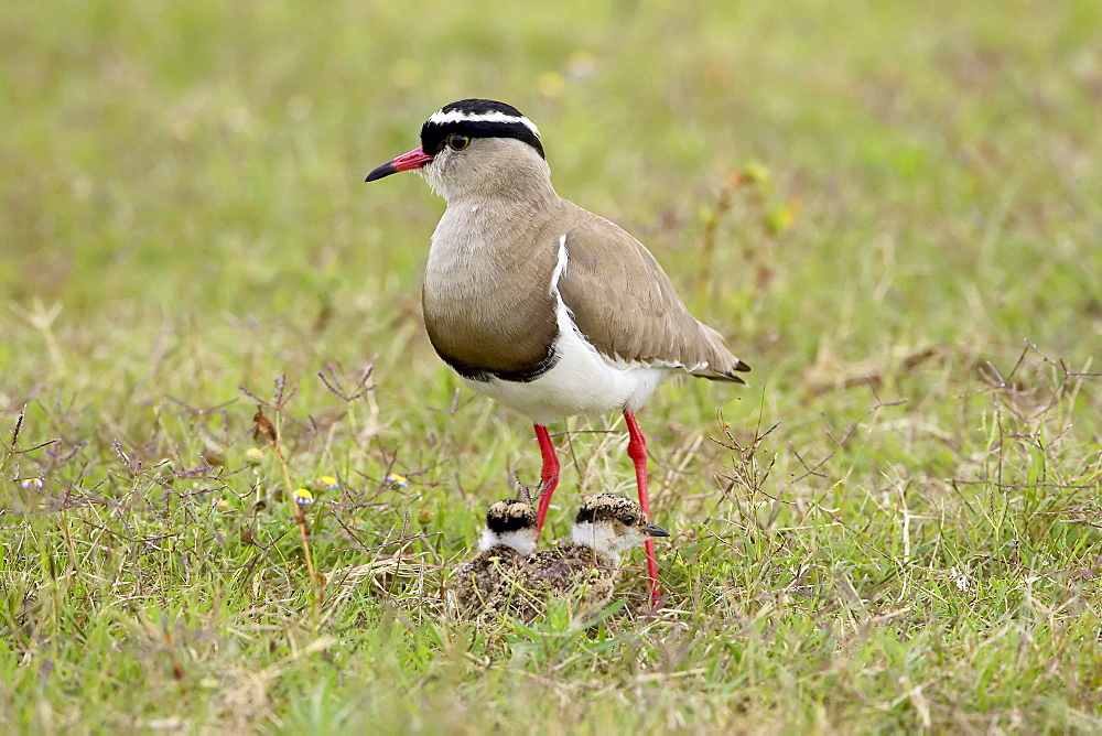 Crowned plover or crowned lapwing (Vanellus coronatus) adult with two chicks, Addo Elephant National Park, South Africa, Africa