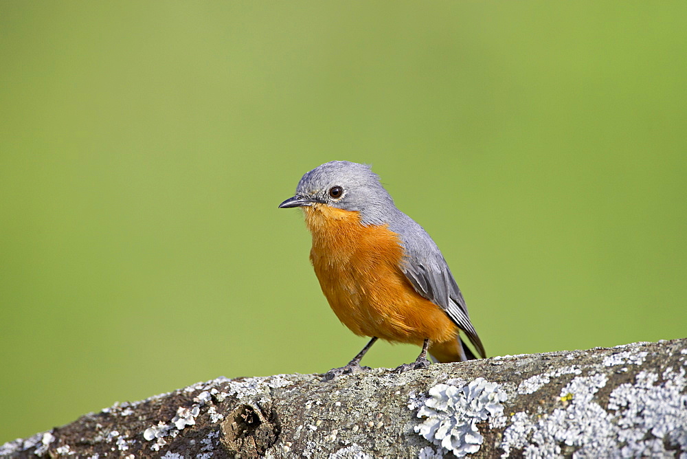 Silverbird (Empidornis semipartitus), Serengeti National Park, Tanzania, East Africa, Africa