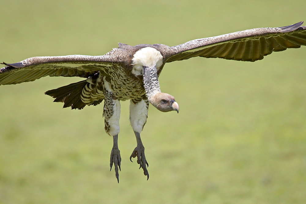 Ruppell's griffon vulture (Gyps rueppellii) on final approach, Serengeti National Park, Tanzania, East Africa, Africa