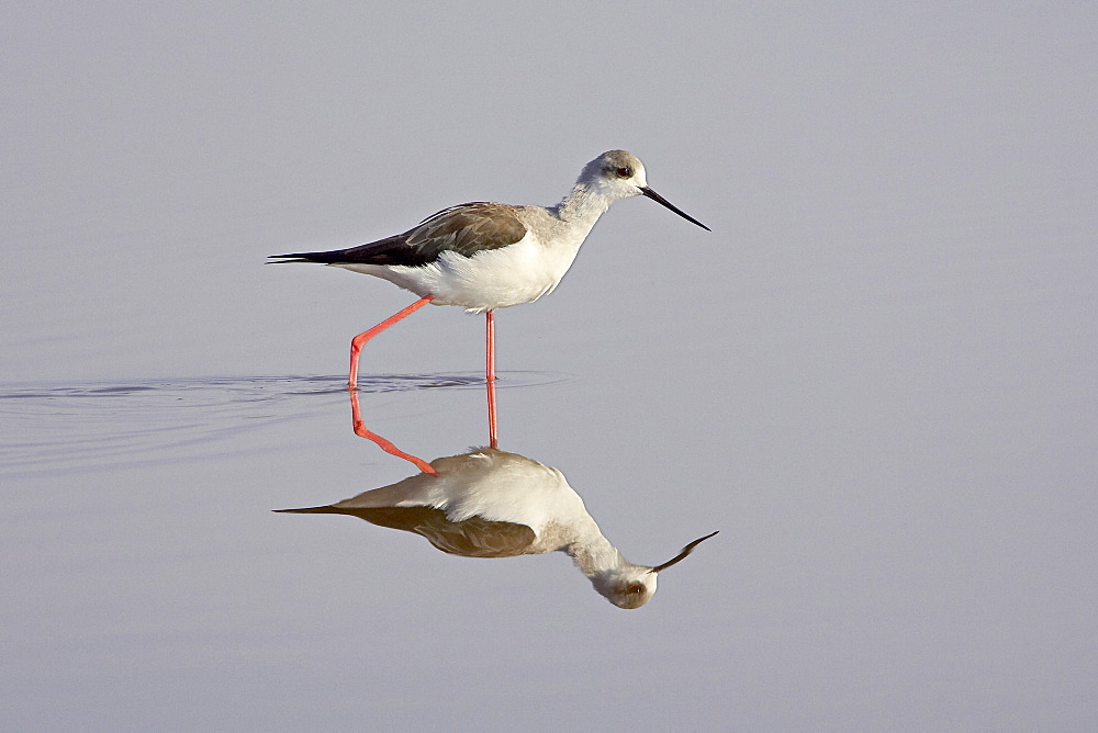 Immature black-winged stilt (Himantopus himantopus), Serengeti National Park, Tanzania, East Africa, Africa