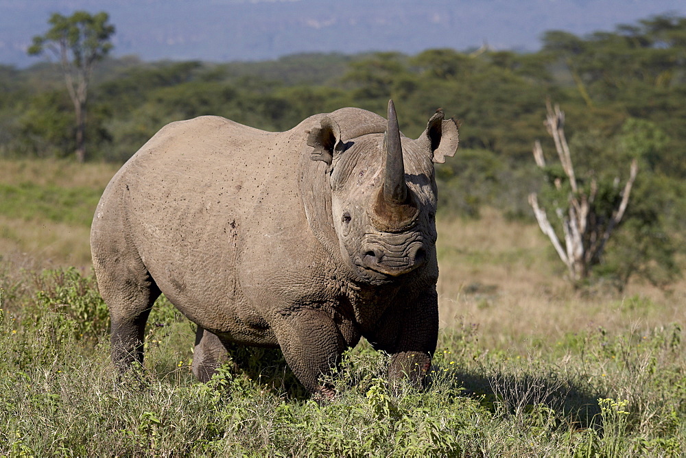 Black rhinoceros (hook-lipped rhinoceros) (Diceros bicornis), Lake Nakuru National Park, Kenya, East Africa, Africa