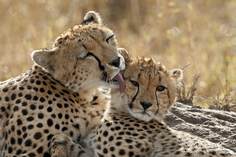 Cheetah (Acinonyx jubatus) mother and cub, Masai Mara National Reserve, Kenya, East Africa, Africa