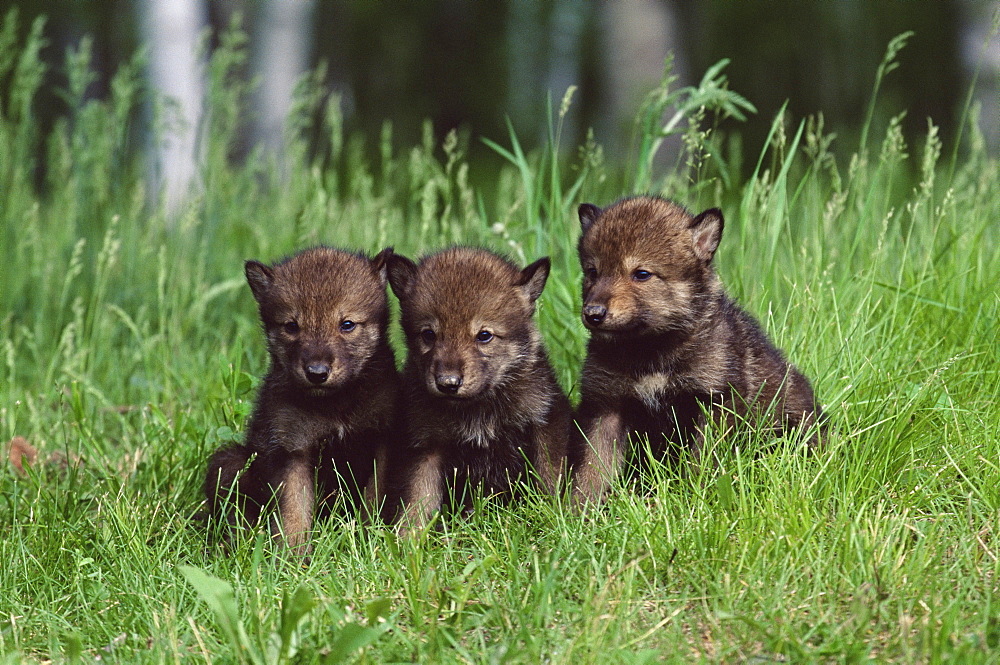 Gray wolf pups (Canis lupus), 27 days old, in captivity, Sandstone, Minnesota, United States of America, North America