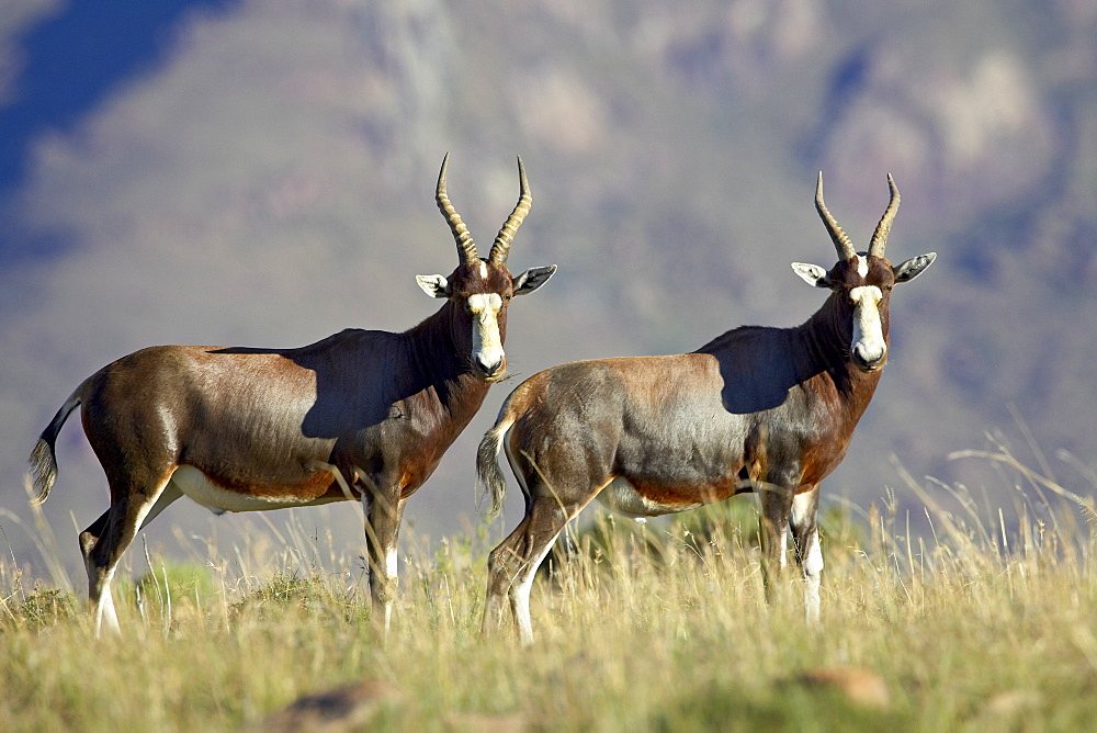 Two blesbok (Damaliscus pygargus phillipsi), Mountain Zebra National Park, South Africa, Africa