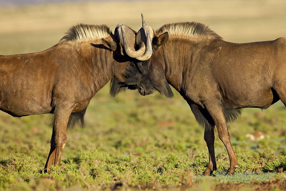 Two black wildebeest (white-tailed gnu) (Connochaetes gnou) fighting, Mountain Zebra National Park, South Africa, Africa