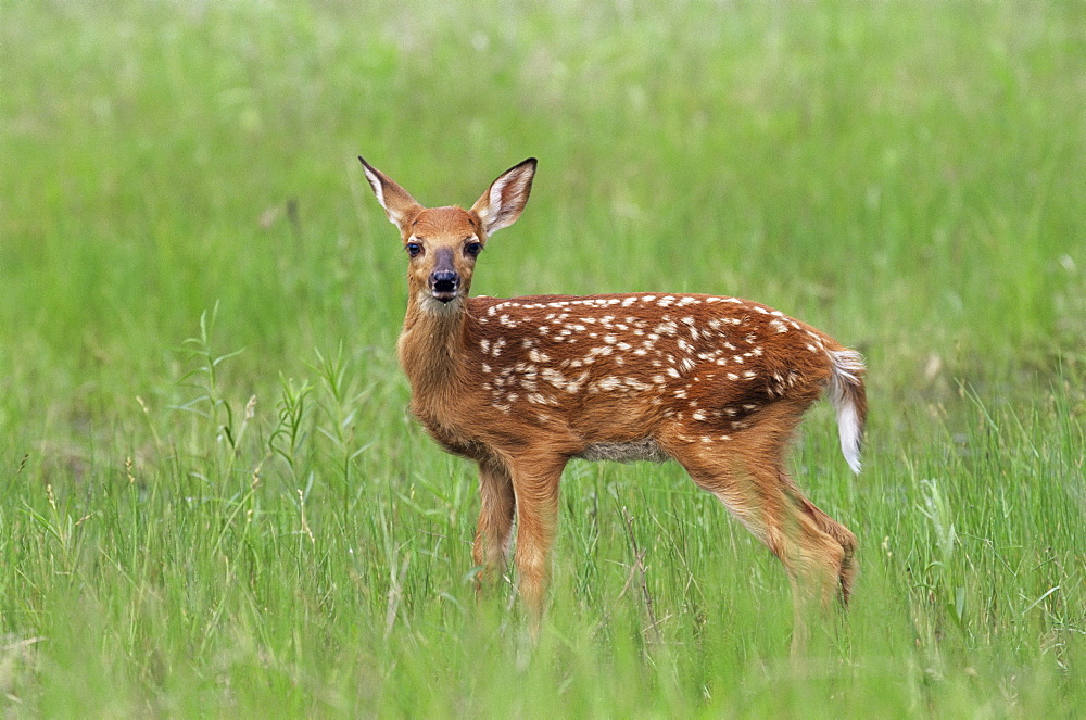 Whitetail deer fawn (Odocileus virginianus), 21 days old, in captivity, Sandstone, Minnesota, United States of America, North America