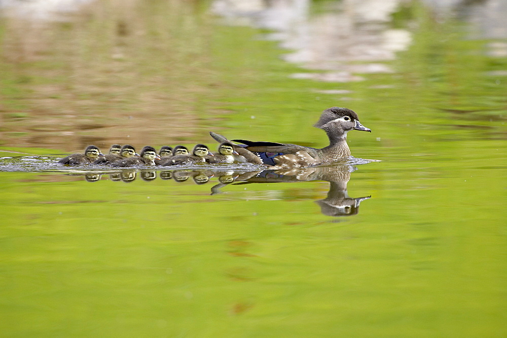 Wood duck (Aix sponsa) hen and ducklings swimming, Arapahoe County, Colorado, United States of America, North America