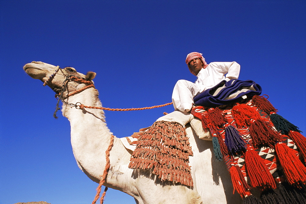 Bedouin riding camel, Sinai, Egypt, North Africa, Africa