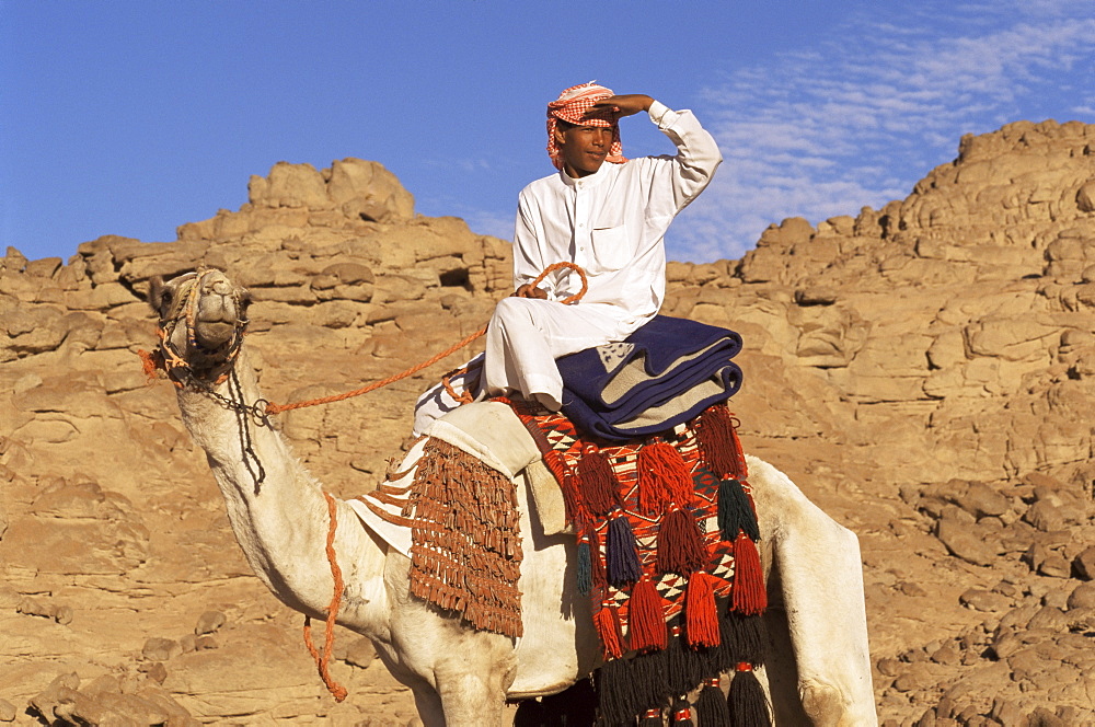 Bedouin riding camel, Sinai, Egypt, North Africa, Africa