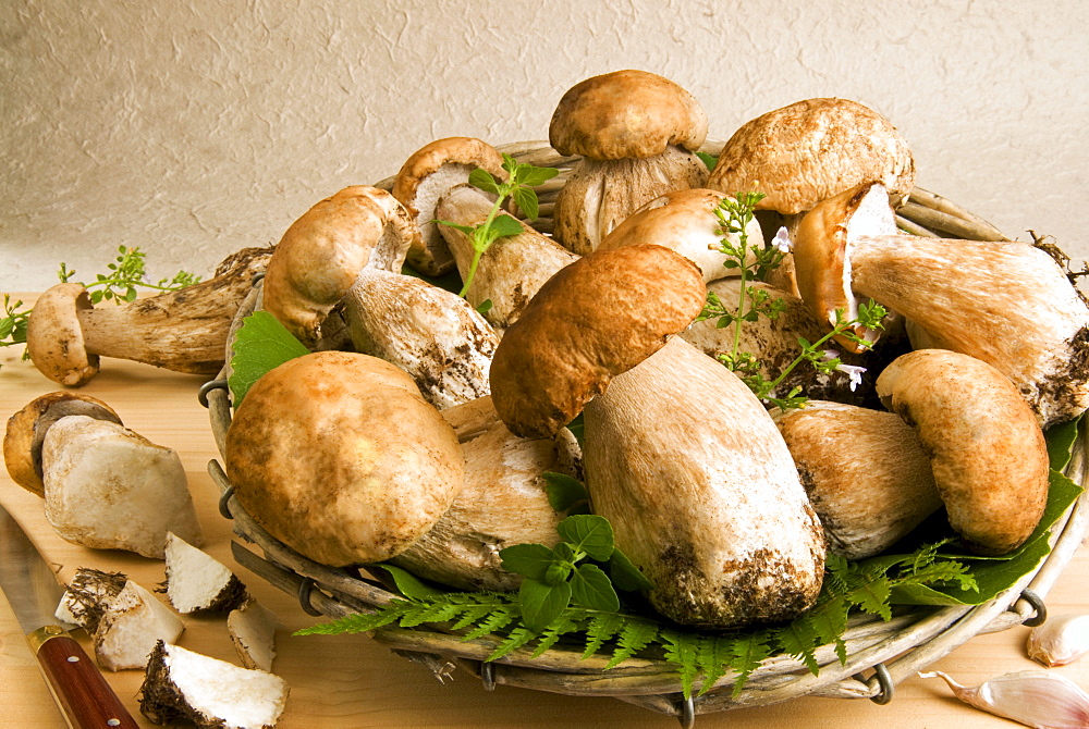 Porcini (penny bun) (cep) mushrooms, (Boletus edulis), Italy, Europe