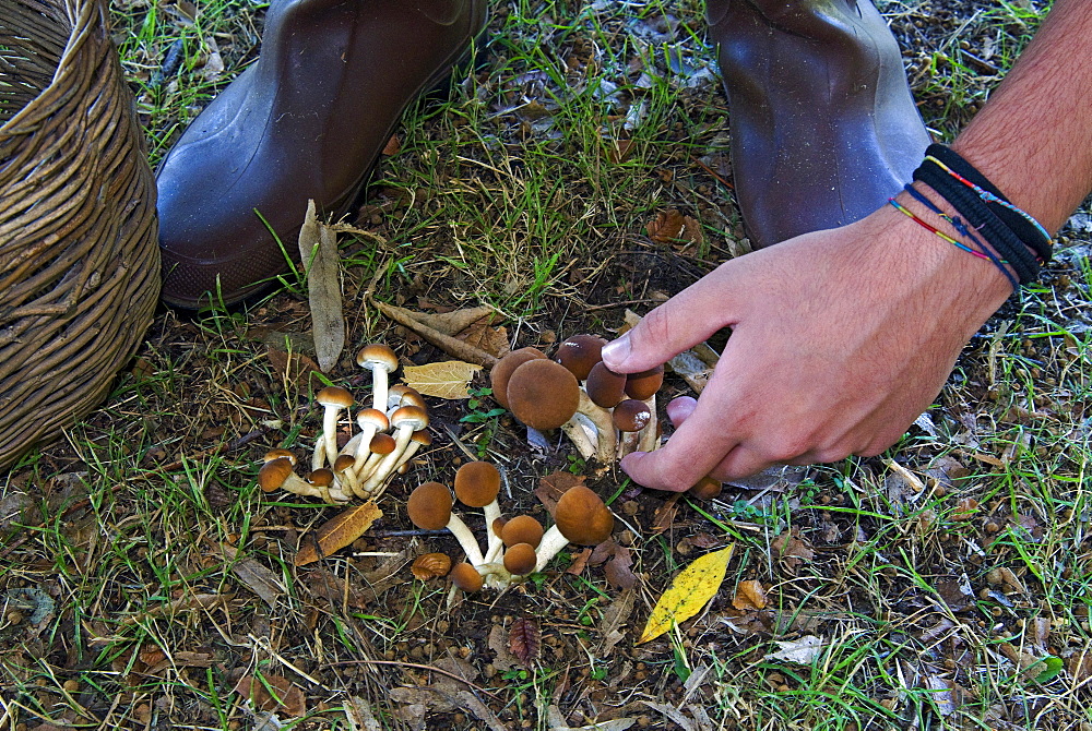 Mushroom collecting, (Agrocybe aegerita), Italy, Europe