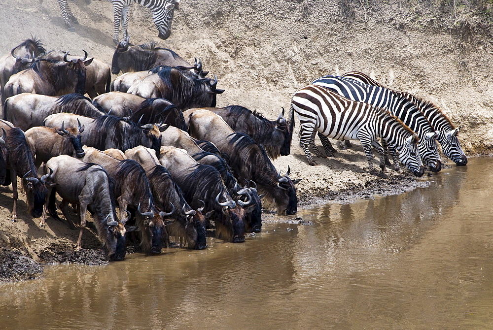 Herd of blue wildebeest (brindled gnu) (Connochaetes taurinus) and common zebras (Burchell's zebra) (Equus burchelli) drinking at Mara River, Masai Mara National Reserve, Kenya, East Africa, Africa