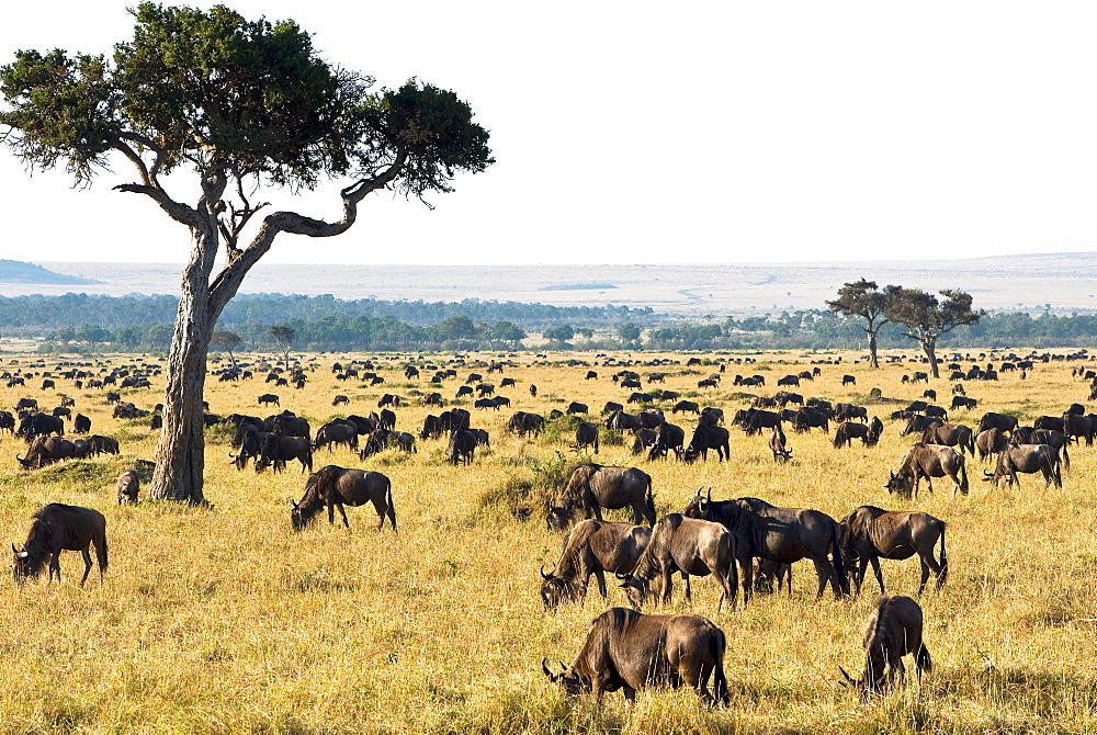 Herd of wildebeest (Connochaetes taurinus), Masai Mara National Reserve, Kenya, East Africa, Africa