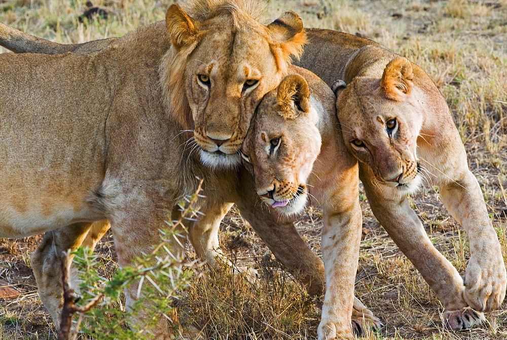 Young lions (Panthera leo), Masai Mara National Reserve, Kenya, East Africa, Africa