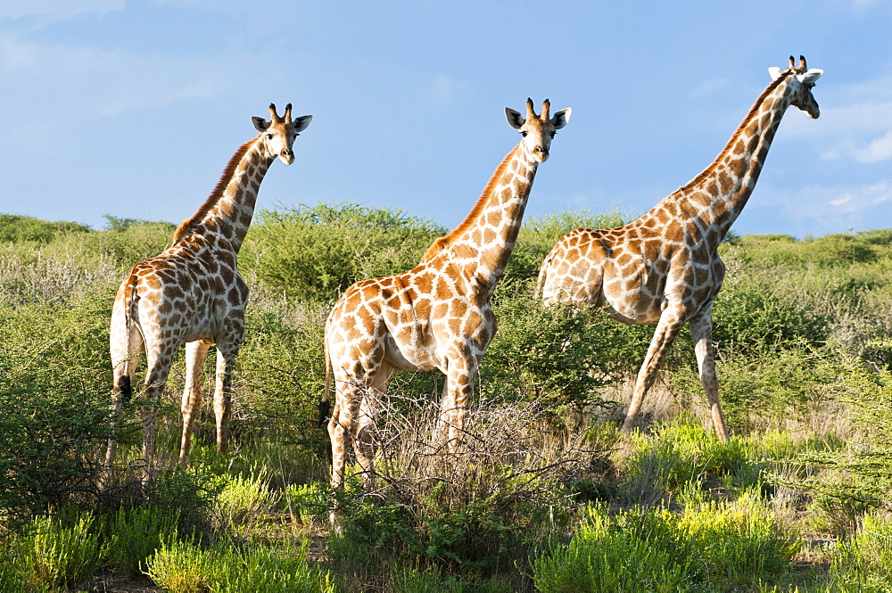 Giraffe (Giraffa camelopardalis), Namibia, Africa