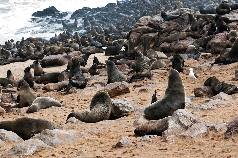 Cape Fur seals (Arctocephalus pusillus), Cape Cross, Skeleton Coast, Kaokoland, Kunene Region, Namibia, Africa