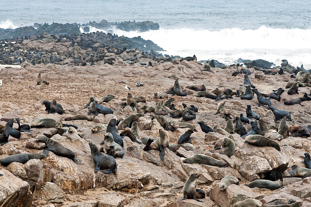 Cape Fur seals (Arctocephalus pusillus), Cape Cross, Skeleton Coast, Kaokoland, Kunene Region, Namibia, Africa