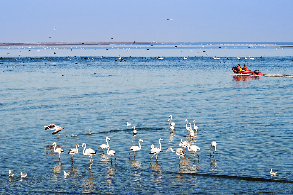 Greater flamingos (Phoenicopterus ruber roseus), Walvis Bay, Erongo Region, Namibia, Africa