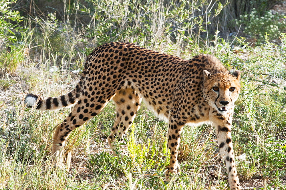 Cheetah, (Acinonyx jubatus), Namibia, Africa