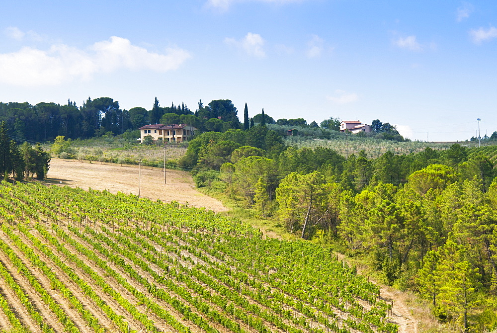 Vineyard, Strada in Chianti, Chianti area, Firenze province, Tuscany, Italy, Europe