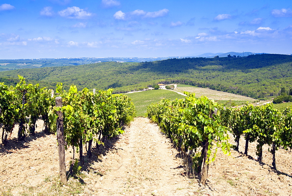 Vineyard, Strada in Chianti, Chianti area, Firenze province, Tuscany, Italy, Europe