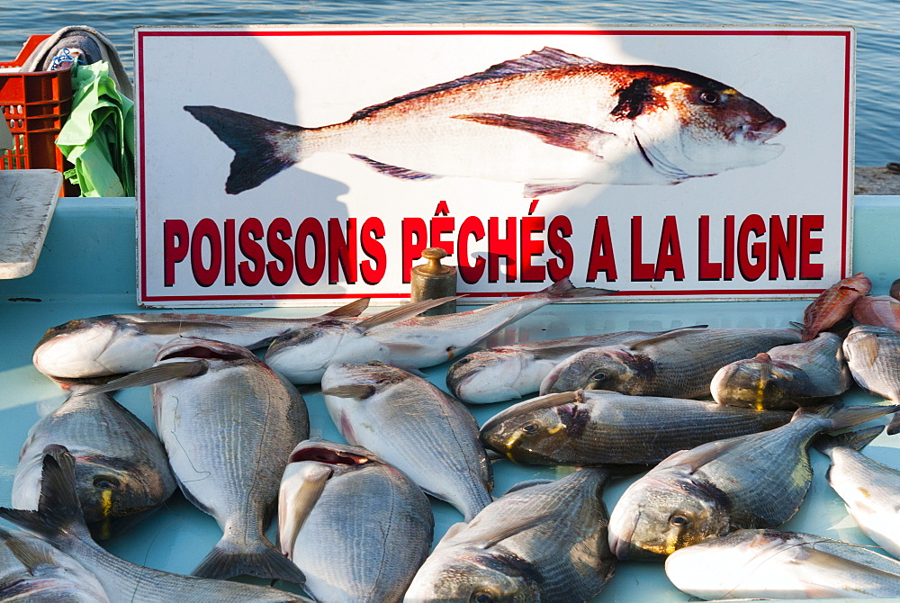 Sunday Fish Market at Vieux Port, Marseille, Bouches du Rhone, Provence-Alpes-Cote-d'Azur, France, Europe