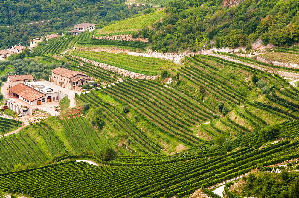 Vineyards of Valpolicella, Sant Ambrogio di Valpolicella, Verona province, Veneto, Italy, Europe