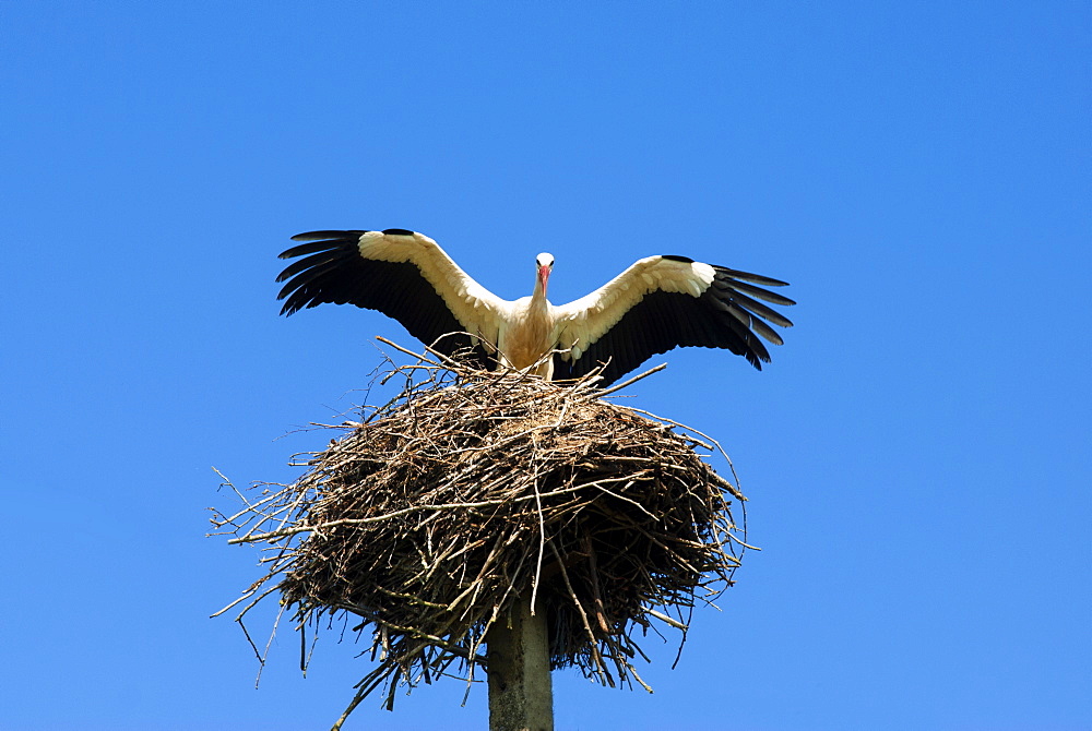 Stork and nest (Ciconia ciconia), Varska, Estonia, Baltic States, Europe