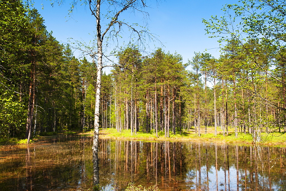 Viru Bog (Viru Raba) peat swamp, Lahemaa National Park, Harjumaa, Laane-Virumaa, Estonia, Baltic States, Europe