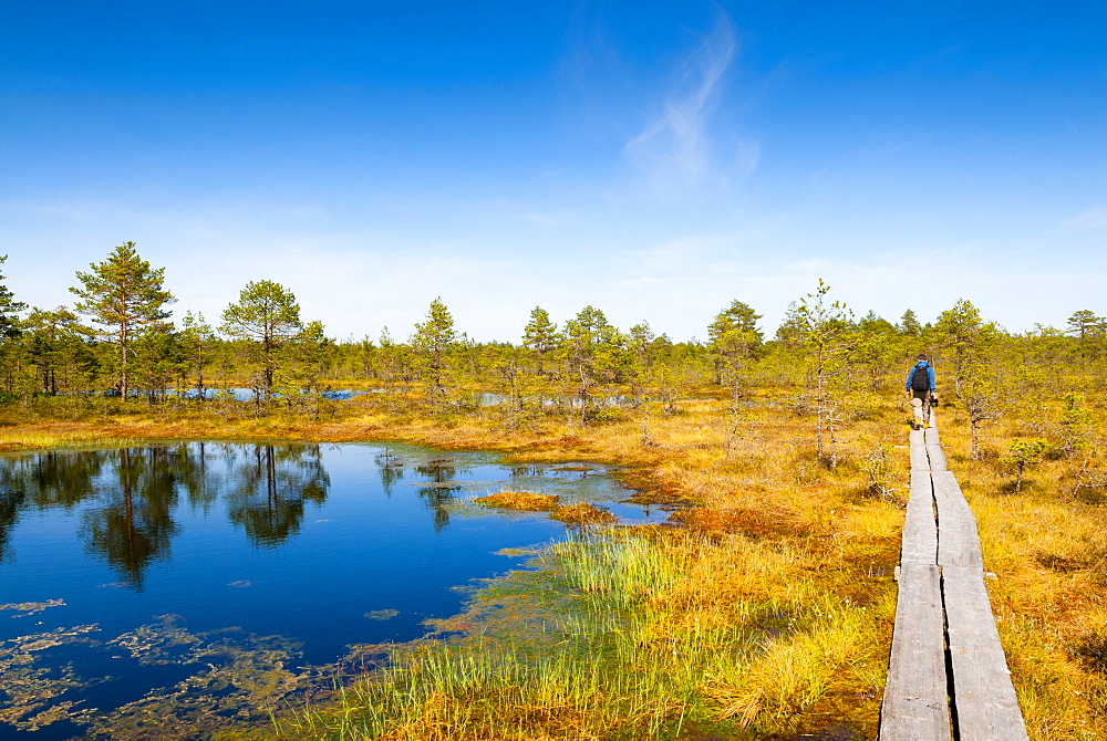 Viru Bog (Viru Raba) peat swamp, Lahemaa National Park, Harjumaa, Laane-Virumaa, Estonia, Baltic States, Europe