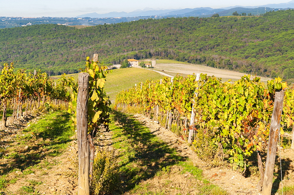 Vineyard, Strada in Chianti, Chianti area, Firenze province, Tuscany, Italy