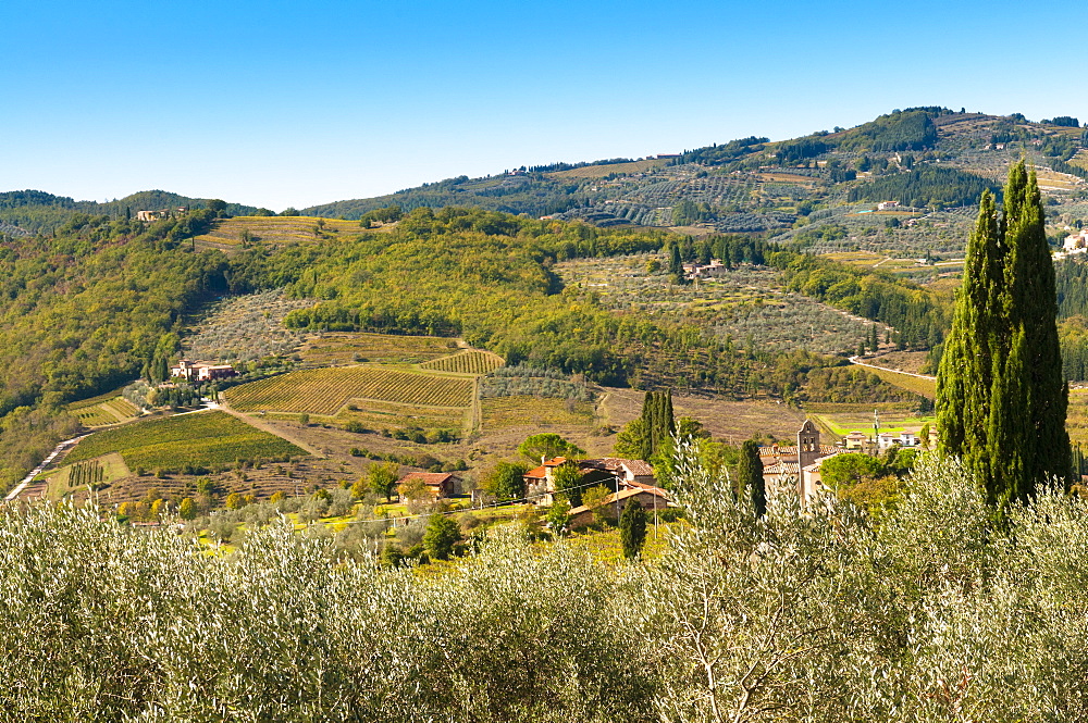 Vineyards and olive groves,  Greve in Chianti, Chianti area, Florence province, Tuscany, Italy