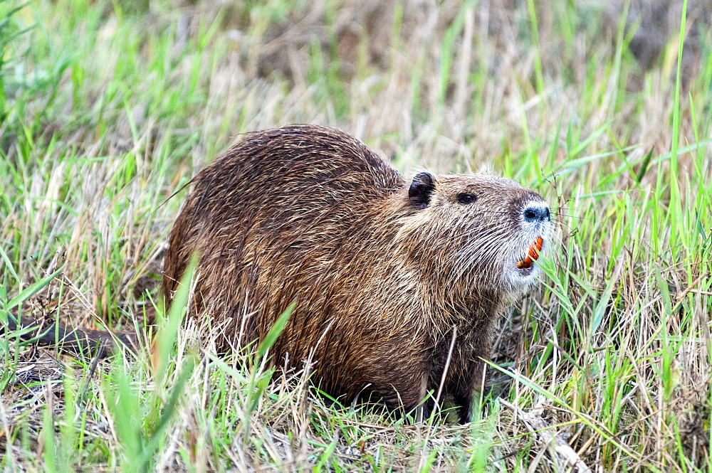 Coypu (nutria) (Myocastor coypus), Grosseto, Tuscany, Italy, Europe