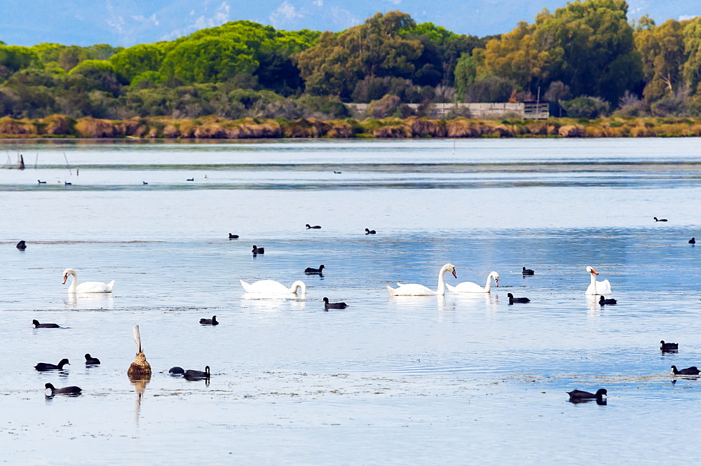 Swans (Cygnus cygnus) and Eurasian coots (Fulica atra) at Burano Lake WWF Oasis, Capalbio, Grosseto province, Tuscany, Italy, Europe