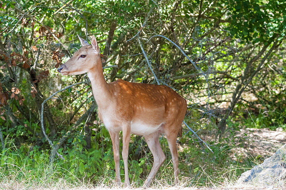 Female fallow deer (Dama dama), Nature Reserve of Duna Feniglia, Orbetello, Maremma, Province of Grosseto, Tuscany, Italy, Europe